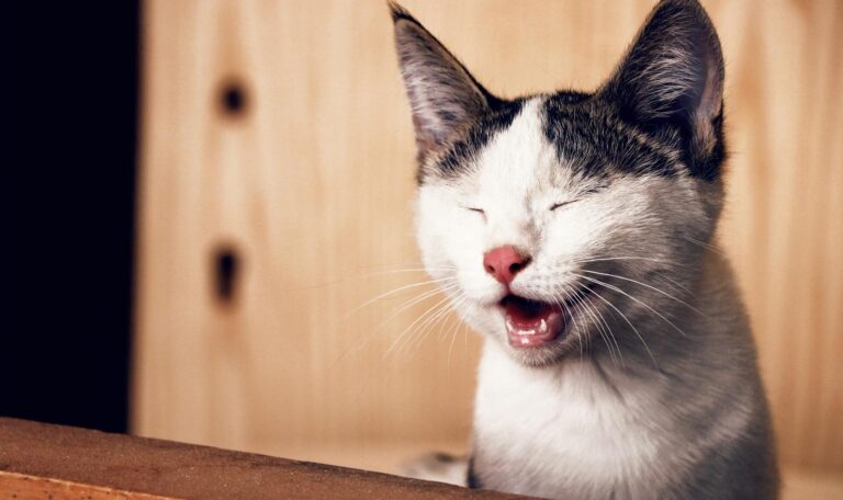 75 Funny Microsoft Teams Background Images