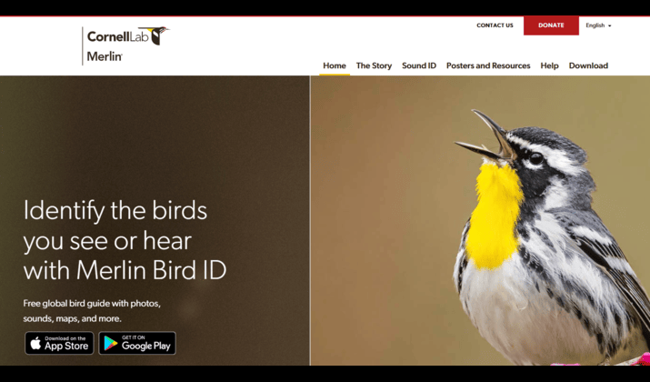 Merlin Bird ID bird song identification app