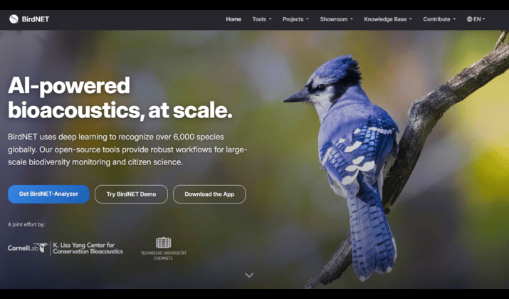 BirdNET